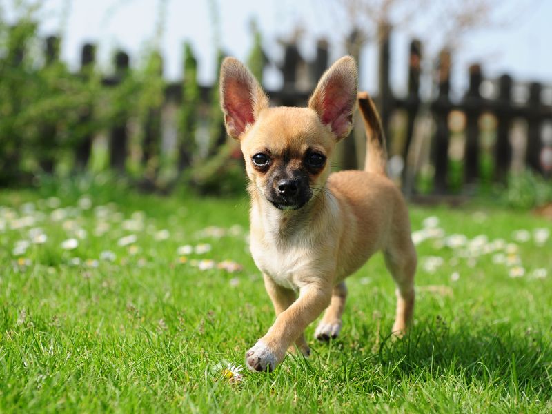 how-long-does-a-chihuahua-live_-2
