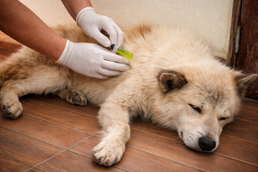 canine leishmaniasis-2