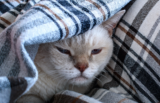 cat-age-1