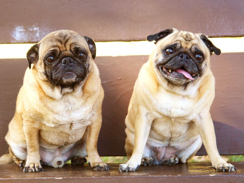 canine consanguinity-2