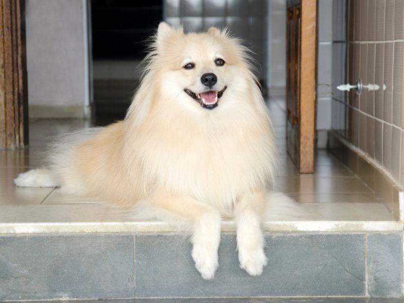 German Spitz Common Diseases 3