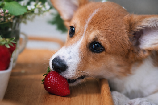 dog-can-eat-strawberries-2