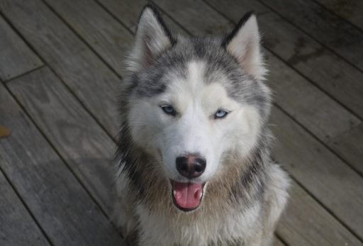 medicina-preventiva-husky-siberiano-guia-02