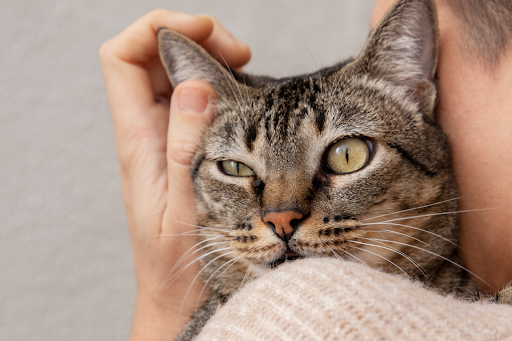 names-for-cats-01