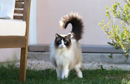 predisposicao-genetica-ragdoll-01