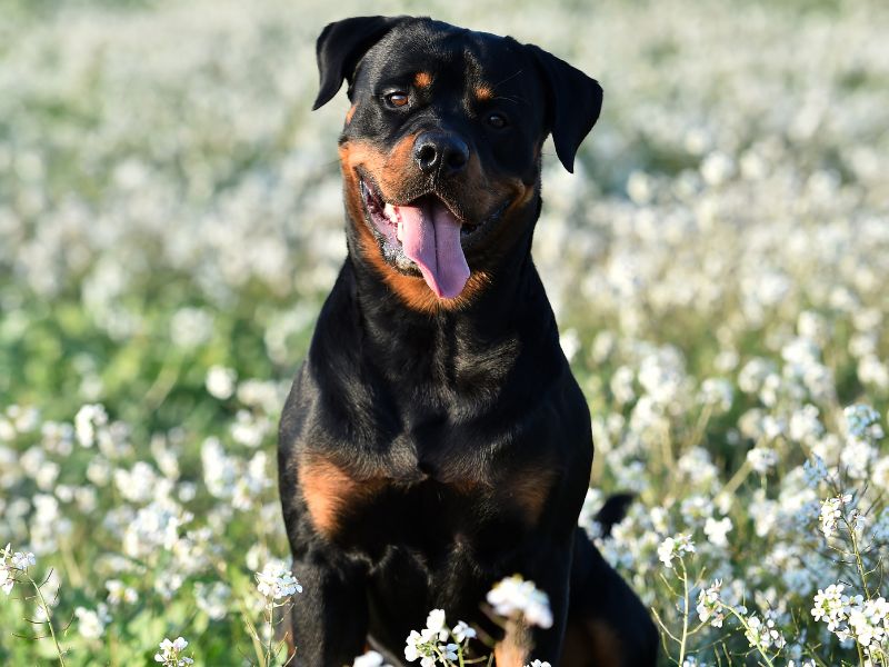 how-long-does-a-rottweiler-live-2