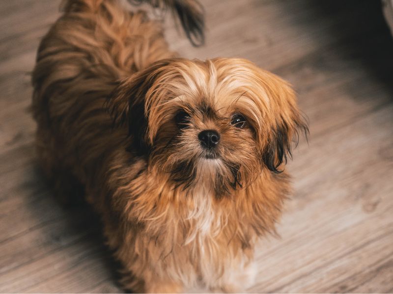 how-to-know-if-a-shih-tzu-is-purebred_-4