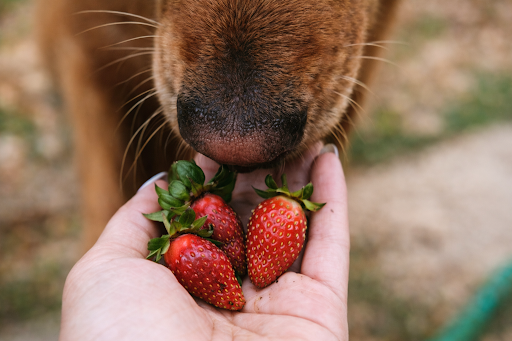 dog-can-eat-strawberries-1