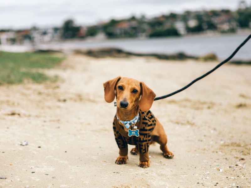 dachshund-most-common-diseases_-2