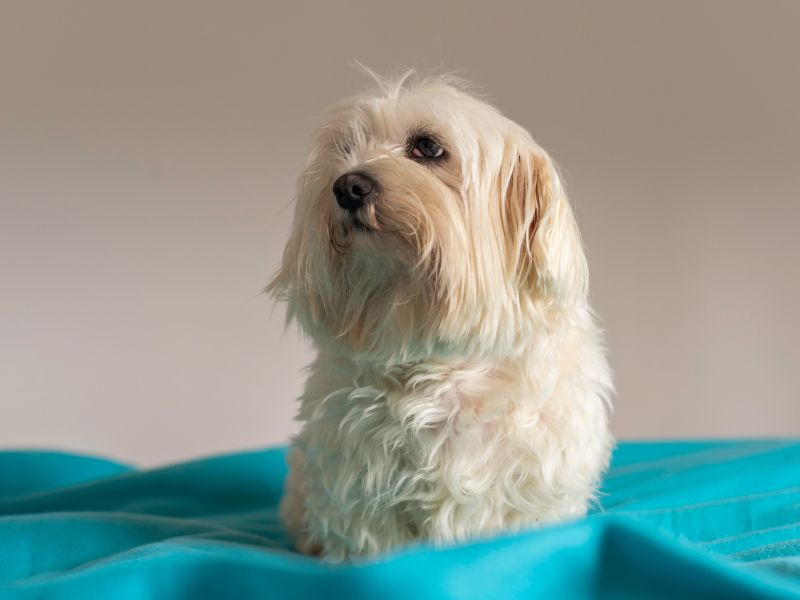 how-long-does-a-maltese-live-4