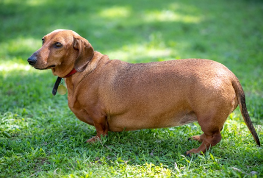 obese-dog-02