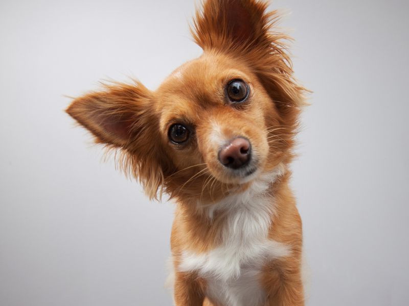 canine-genetics-2