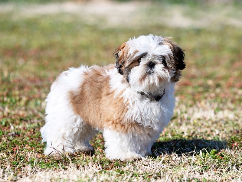 how-long-does-a-shih-tzu-live_-2