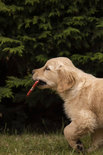teste-dna-saude-golden-retriever-02