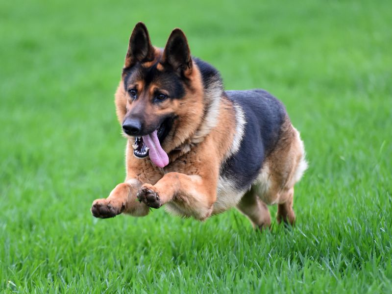 How long does a German Shepherd live?