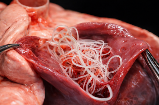 heartworm-transmission-dog-02