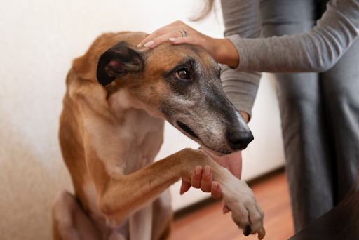 how-to-kill-the-parvovirus-in-the-environment-01