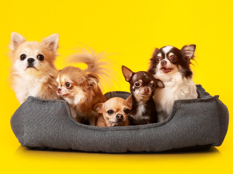 canine consanguinity-4