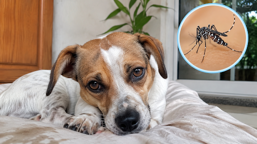 Dog-catches-dengue-myths-and-truths-02