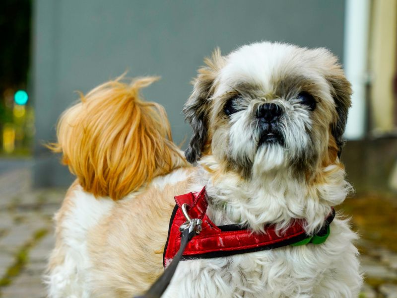 how-long-does-a-shih-tzu-live_-4