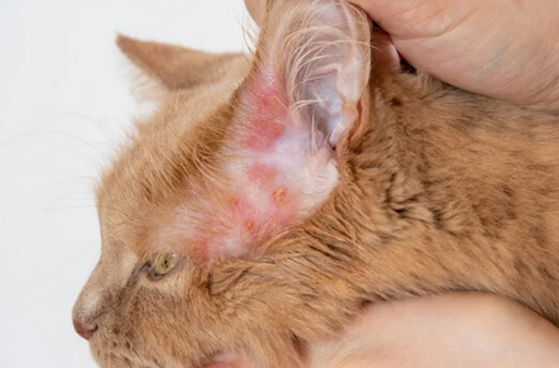 dermatite-em-gatos-genetica-alergias-01
