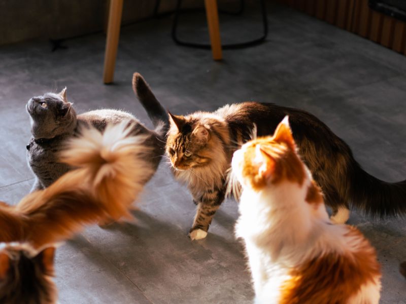 cat-genetics-2