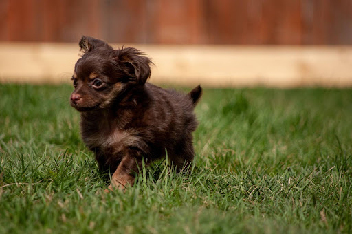 dog-names-02