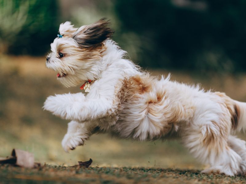 how-to-know-if-a-shih-tzu-is-purebred_-3