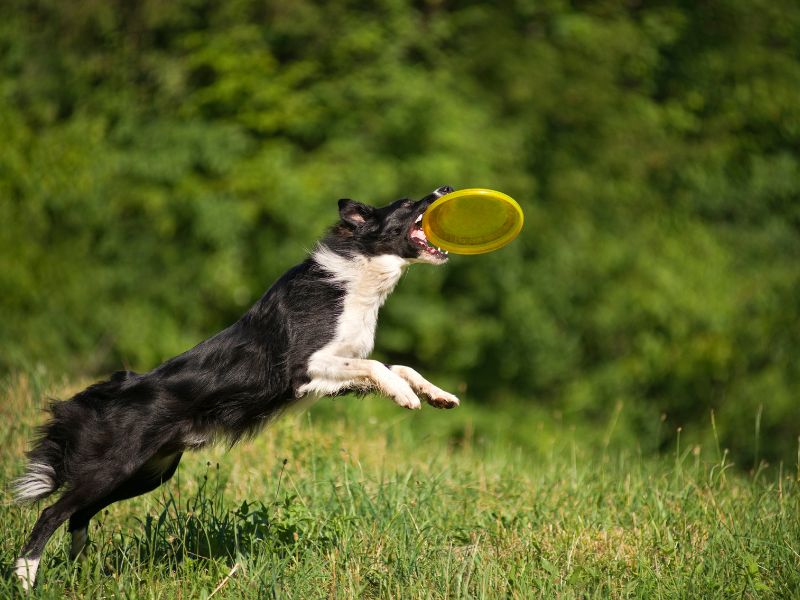 how-long-does-a-border-collie-live-3