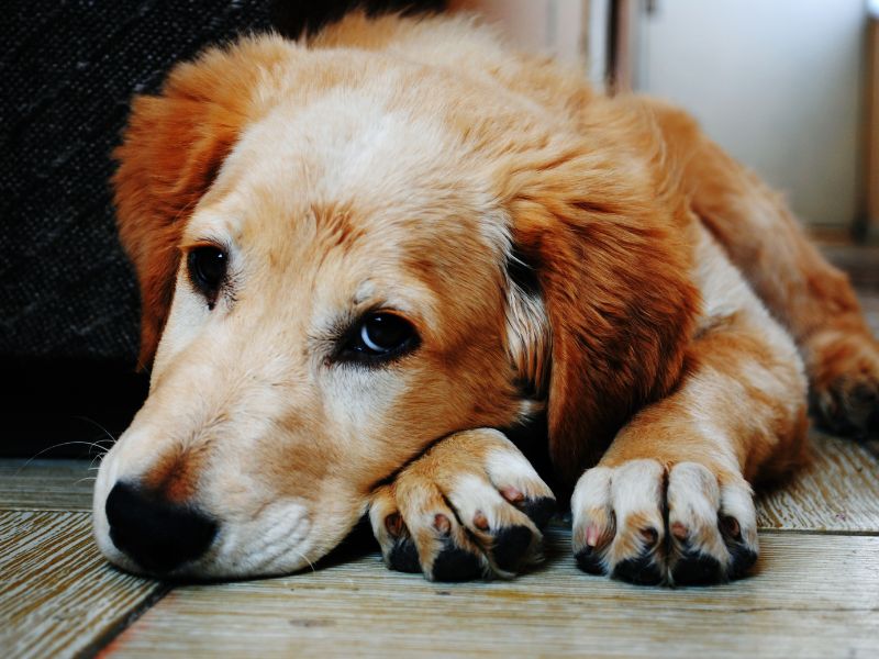 dog-heartworm-3