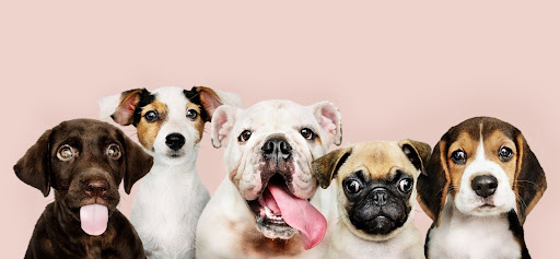 dog-breed-2