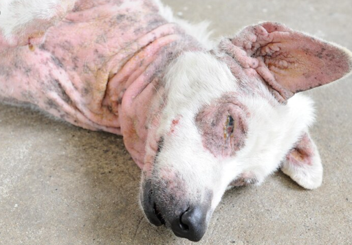 dog mange-1