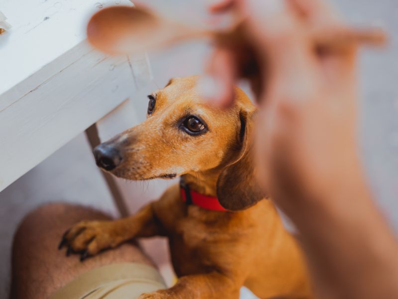 how-to-know-if-my-dachshund-is-purebred_4