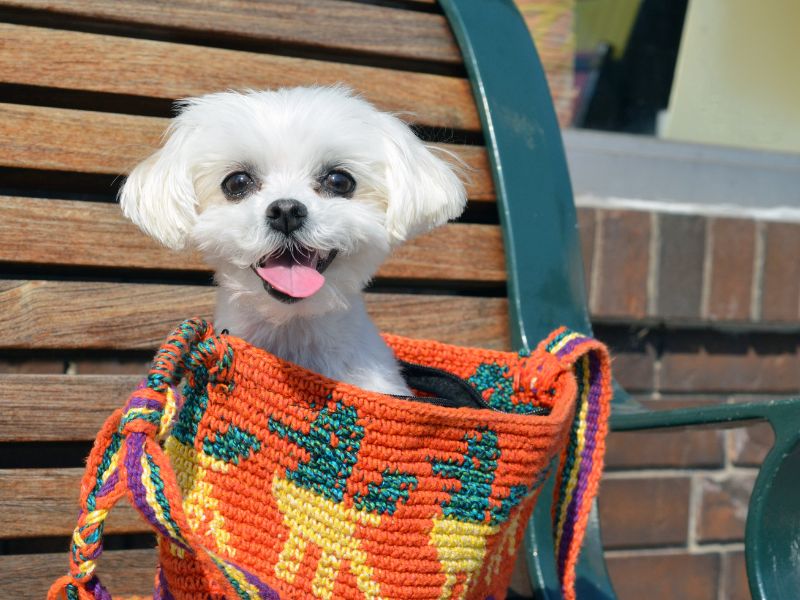 how-long-does-a-maltese-3-live