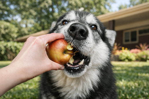 dog-can-eat-apple-2