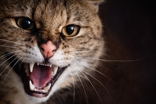 rabies-disease-01