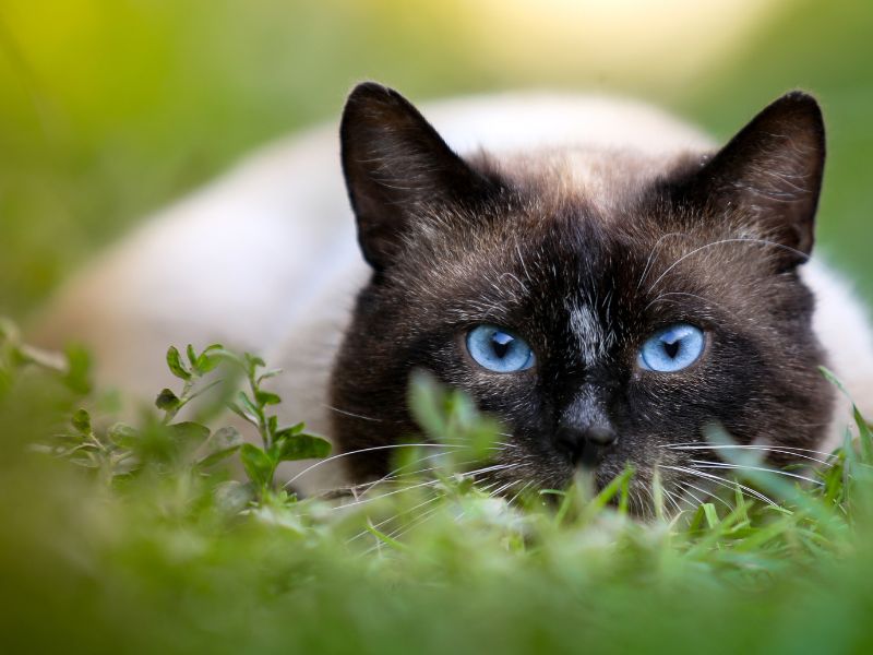 genetic-testing-for-cats