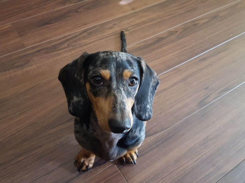 how-to-know-if-my-dachshund-is-purebred_-2