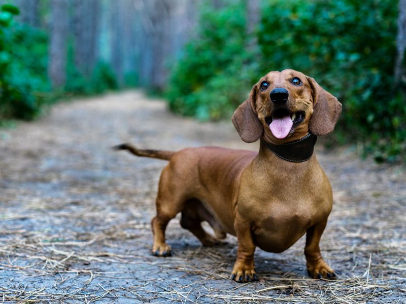 how-to-know-if-my-dachshund-is-purebred_-3