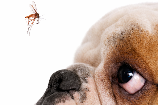 heartworm-transmission-dog-01