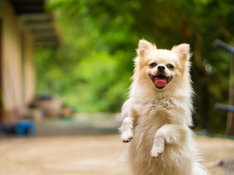 dna-cachorro