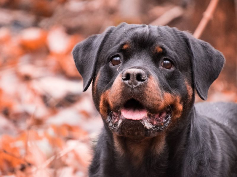 how-long-does-a-rottweiler-live-4