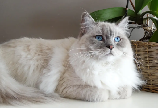 predisposicao-genetica-ragdoll-02