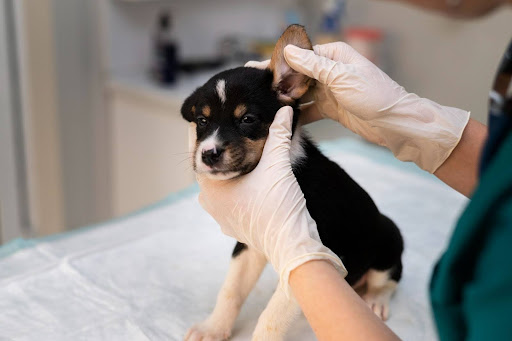 canine otitis-1