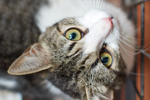 names-for-cats-02
