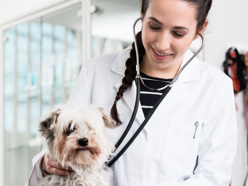 tick-borne-disease-in-dogs-3