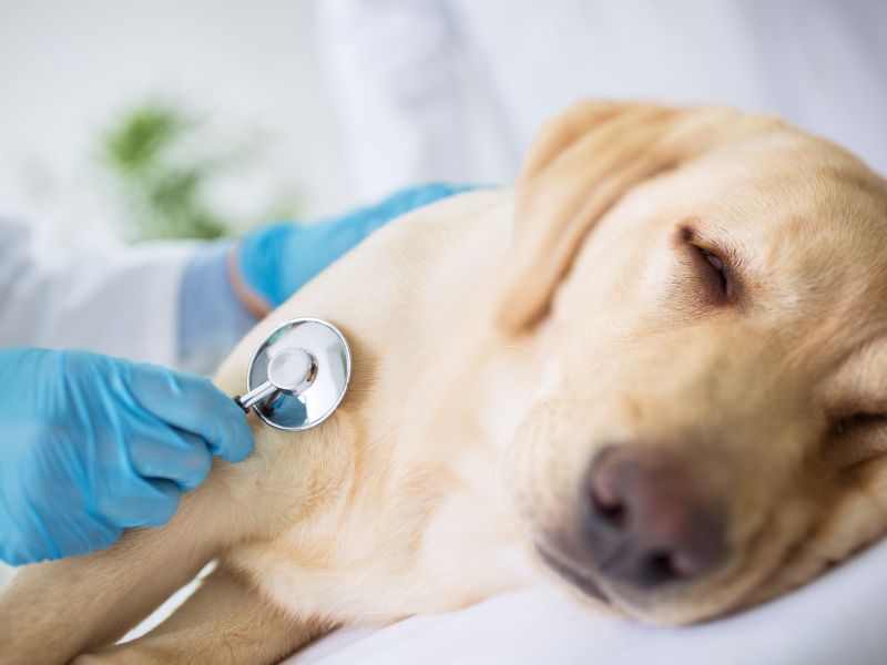 mast cell tumor in dogs-4