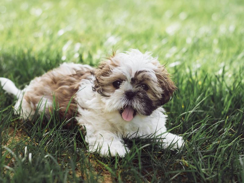how-to-know-if-a-shih-tzu-is-purebred