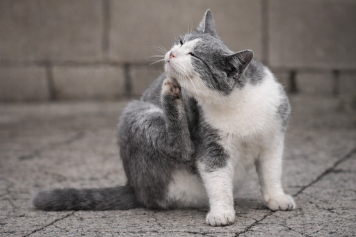 mange-in-cats-2