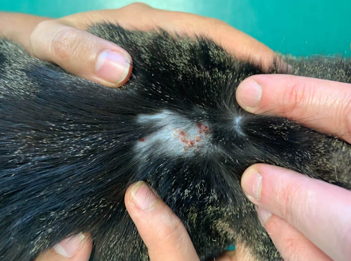 dermatite-em-gatos-genetica-alergias-02